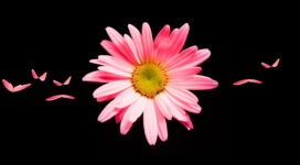 Pink Daisy HD783938652 272x150 - Pink Daisy HD - Pink, Droplets, Daisy